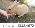 餌を食べるウサギ 68834672