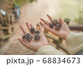 掌に転がる松ぼっくり 68834673