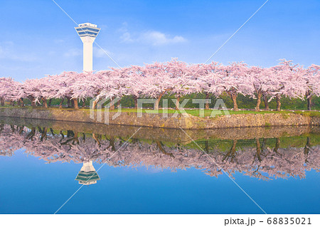 北海道函館市　五稜郭公園の桜の鏡面反射 68835021
