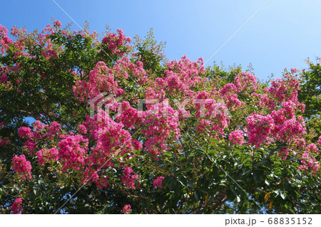 夏空に咲く百日紅の花 夏空に咲く百日紅の花 68835152