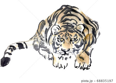 虎のイラスト素材 [68835197] - PIXTA