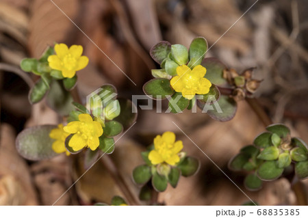 スベリヒユ 68835385