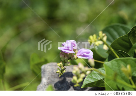 ハマナタマメ 68835386