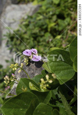 ハマナタマメ ハマナタマメ 68835394