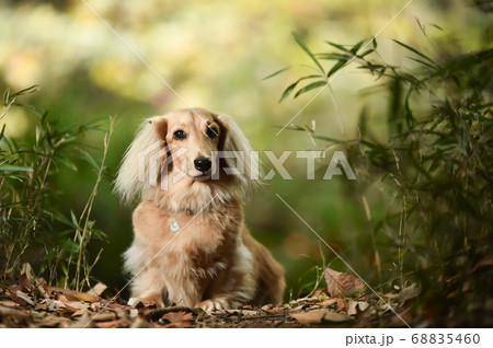 自然の中でおすましするミニチュアダックスフンド 自然の中でおすましするミニチュアダックスフンド 68835460