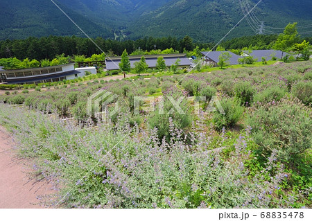 ラベンダーパーク多可（西日本最大級のラベンダー 園） 68835478