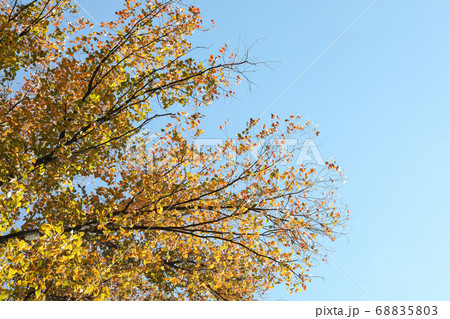 Tree with yellowed leaves against blue sky, space 68835803
