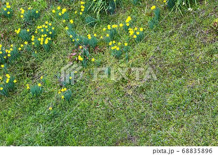 水仙の咲く春の河原 のどかな春の風景 島根県山陰地方 水仙の咲く春の河原 のどかな春の風景 島根県山陰地方 68835896