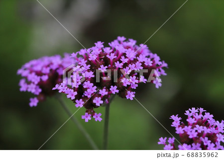 庭の花壇に咲くバーベナボナリエンシスの紫色の花 68835962