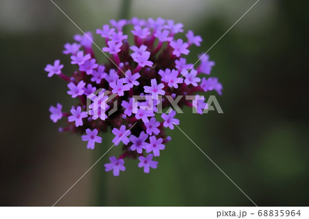 庭の花壇に咲くバーベナボナリエンシスの紫色の花 68835964