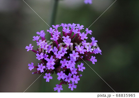 庭の花壇に咲くバーベナボナリエンシスの紫色の花 庭の花壇に咲くバーベナボナリエンシスの紫色の花 68835965