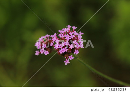庭の花壇に咲くバーベナボナリエンシスのピンク色の花 庭の花壇に咲くバーベナボナリエンシスのピンク色の花 68836253