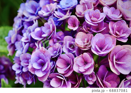 紫から青に色が変わる紫陽花 紫から青に色が変わる紫陽花 68837081