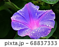 朝顔 68837333