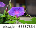 朝顔 68837334