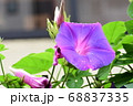 朝顔 68837335