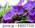朝顔 68837336
