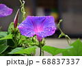 朝顔 68837337