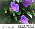 朝顔 68837338