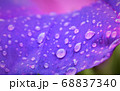 朝顔 68837340