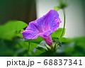 朝顔 68837341