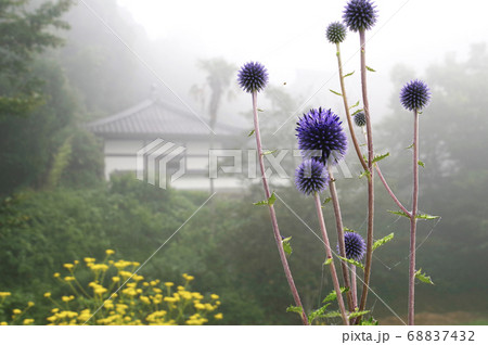 ぼにばなの咲く丘のヒゴタイ　バック朝霧・慶雲寺　 68837432
