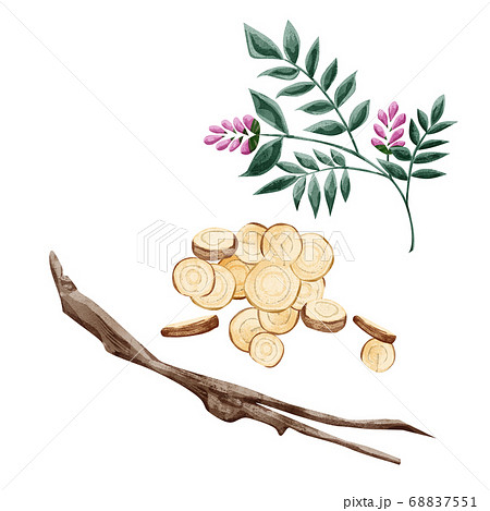 甘草(カンゾウ)漢方薬の生薬水彩イラスト 甘草(カンゾウ)漢方薬の生薬水彩イラスト 68837551