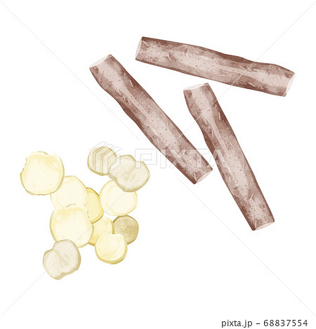山葯（サンヤク）漢方薬の生薬水彩イラスト 68837554