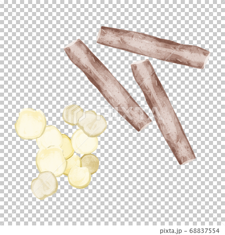 山葯（サンヤク）漢方薬の生薬水彩イラスト 68837554