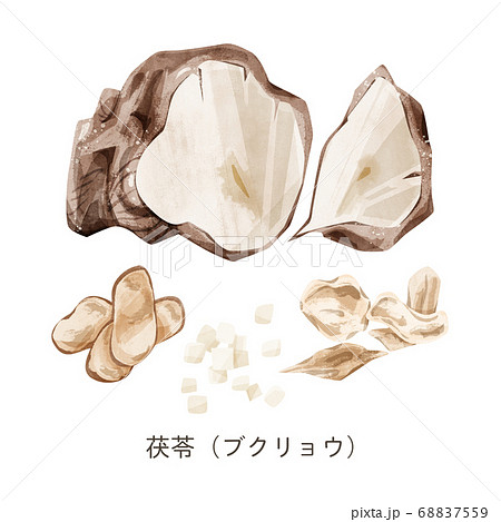 茯苓 ブクリョウ 漢方薬の生薬水彩イラストのイラスト素材
