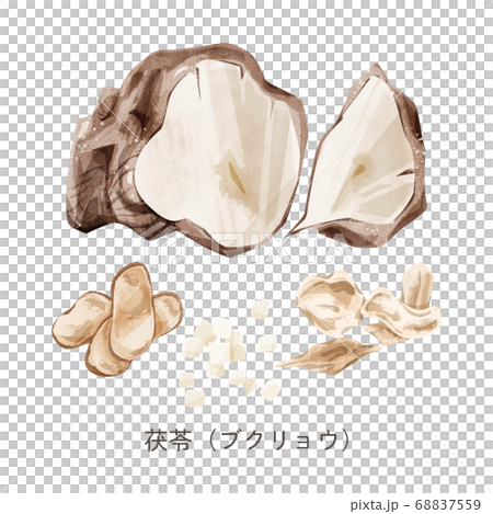 茯苓(ブクリョウ)漢方薬の生薬水彩イラスト 茯苓(ブクリョウ)漢方薬の生薬水彩イラスト 68837559