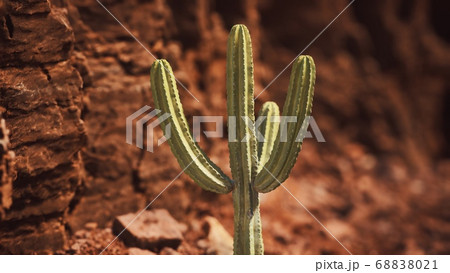 cactus in the Arizona desert near red rock stones 68838021