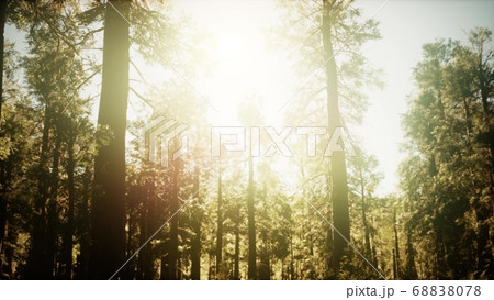 hyperlapse in sequoia forest from sunrise 68838078