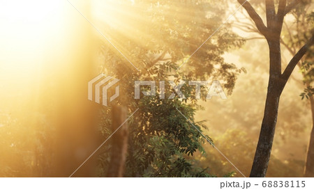 larch forest with sunlight and shadows at sunrise larch forest with sunlight and shadows at sunrise 68838115