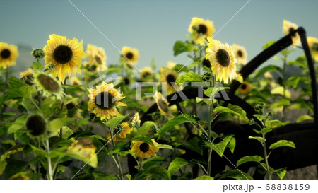 old vintage style scythe and sunflower field 68838159