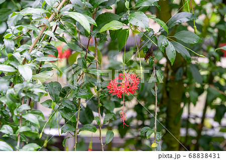 フウリンブッソウゲ　アオイ科ヒビスクス属 68838431