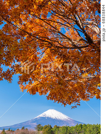 12月静岡 御殿場 富士山と紅葉の写真素材 6844