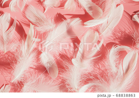 White fluffy bird feathers on pink background, 68838863