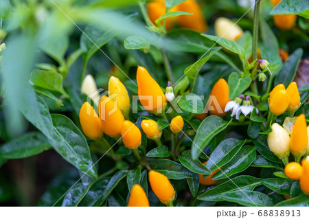 観賞用トウガラシ ナス科トウガラシ属 観賞用トウガラシ ナス科トウガラシ属 68838913