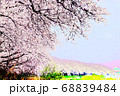 桜満開（福井・足羽川堤防） 68839484