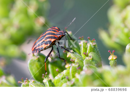 bug graphosoma lineatum - striped beetles 68839698