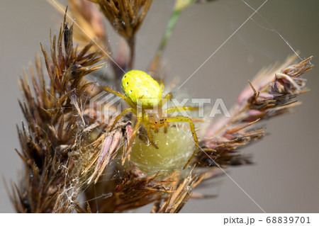 Cucumber green spider on grass in forest 68839701