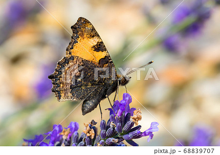 Small tortoiseshell butterfly on lavender Small tortoiseshell butterfly on lavender 68839707