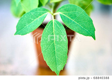 観葉植物 68840388