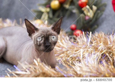 cat breed canadian Sphinx lies among the Golden 68840700