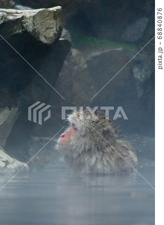 温泉に浸かる猿 地獄谷野猿公園 長野県下高井郡山ノ内町 温泉に浸かる猿 地獄谷野猿公園 長野県下高井郡山ノ内町 68840876