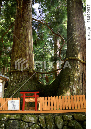 室生龍穴神社　連理の杉 68840937