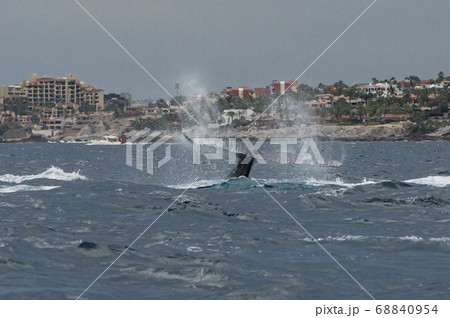 ザトウクジラのテール 68840954