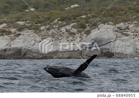 ベビークジラのブリーチ 68840955