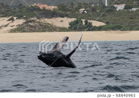 ベビークジラのブリーチ 68840963